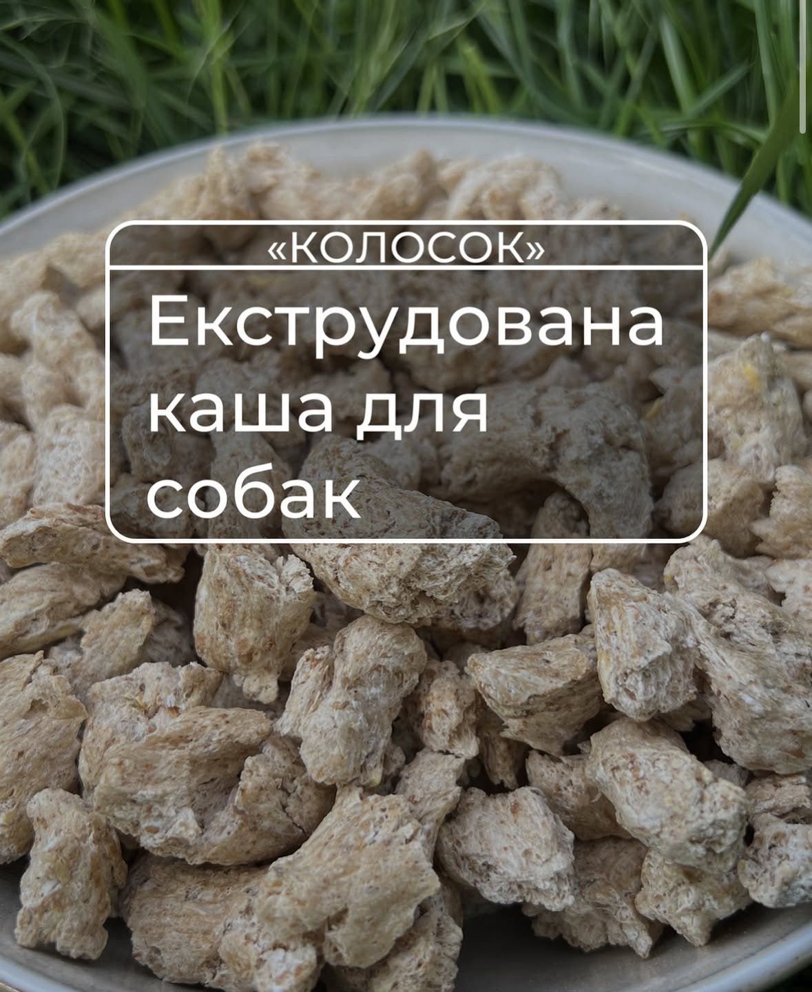Ріст полуниці Брілла